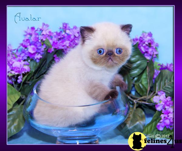furrbcats Picture 2